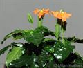 Crossandra infundibuliformis